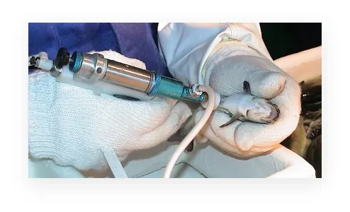 Fish vaccination methods comparison