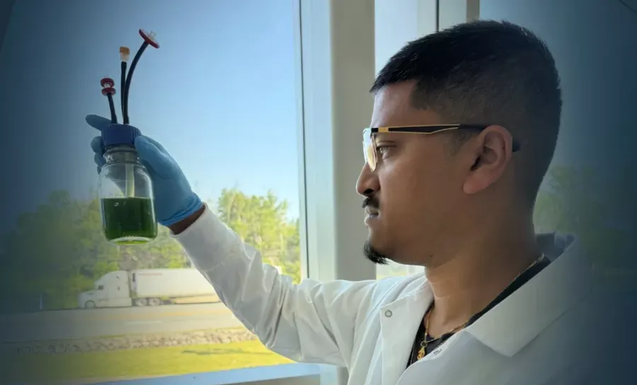 Innovative Algae-Based Vaccine Could Help Farmed Salmon Survive Sea Lice Outbreaks